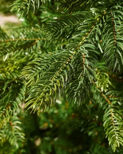 WeRChristmas Budget Christmas Trees|Unlit Christmas Trees^Himalayan Fir Christmas Tree, 5 Ft