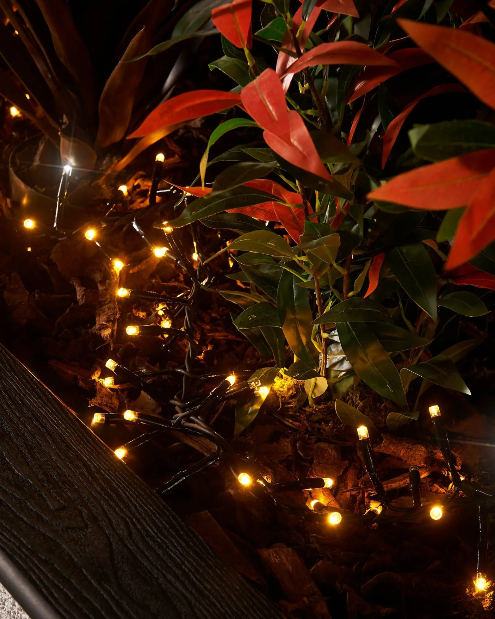 WeRChristmas Link Pro|Cluster Lights^LINK PRO LED Cluster Lights, Black Cable, Warm White / White