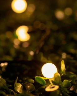 WeRChristmas Link Up|Fairy Lights^LINK UP LED Berry Lights, Black Cable, Warm White