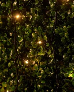 WeRChristmas Link Up|Fairy Lights^LINK UP LED String Lights, Black Cable, Warm White