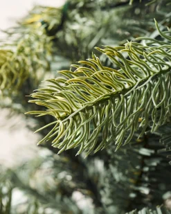 WeRChristmas Pre Lit Christmas Trees^Pre-Lit Mixed Pine Dual Christmas Tree, 6 Ft